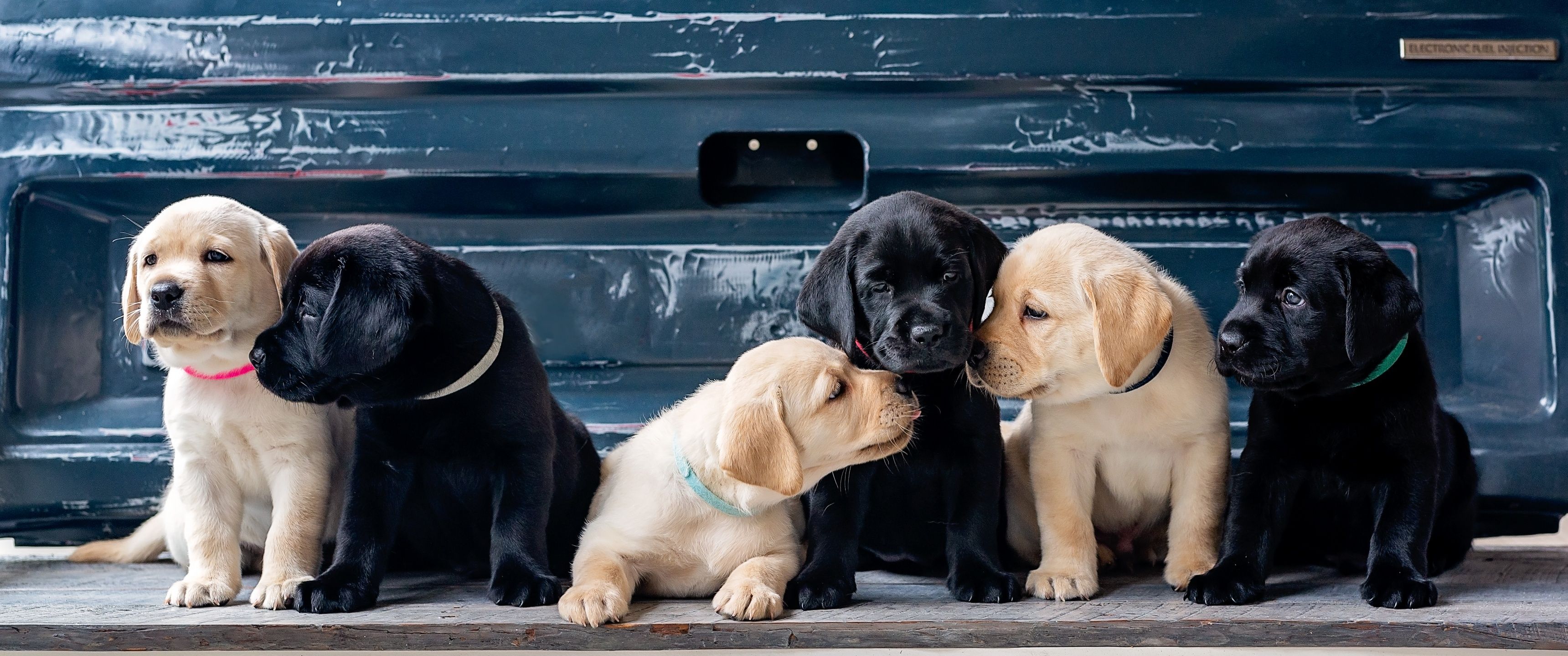 3440x1440 Puppies Wallpaper 4K, Labrador Retriever, Cute dogs