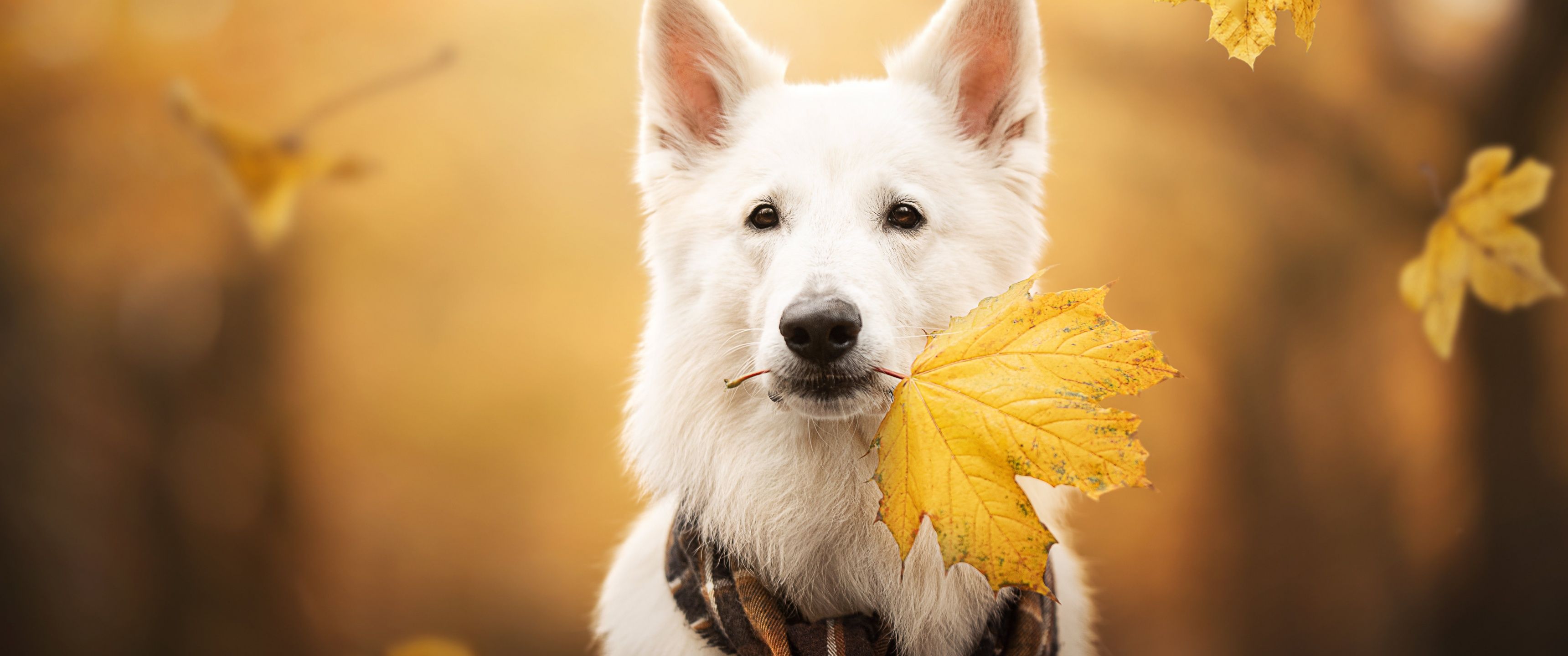 3440x1440 White Swiss Shepherd Dog Wallpaper 4K, Breed Dog