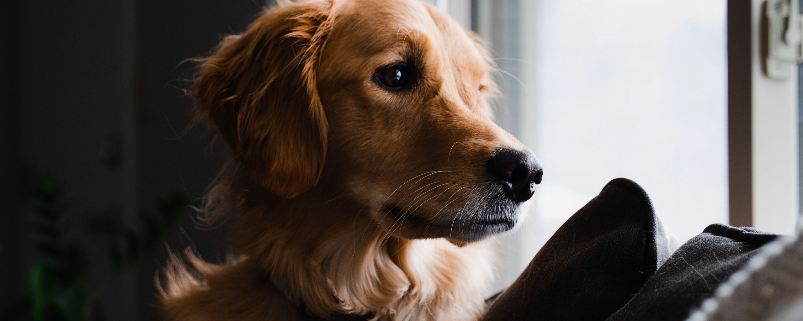 2560x1024 Download wallpaper 2560x1024 golden retriever, dog, pet, brown, glance ultrawide monitor HD background