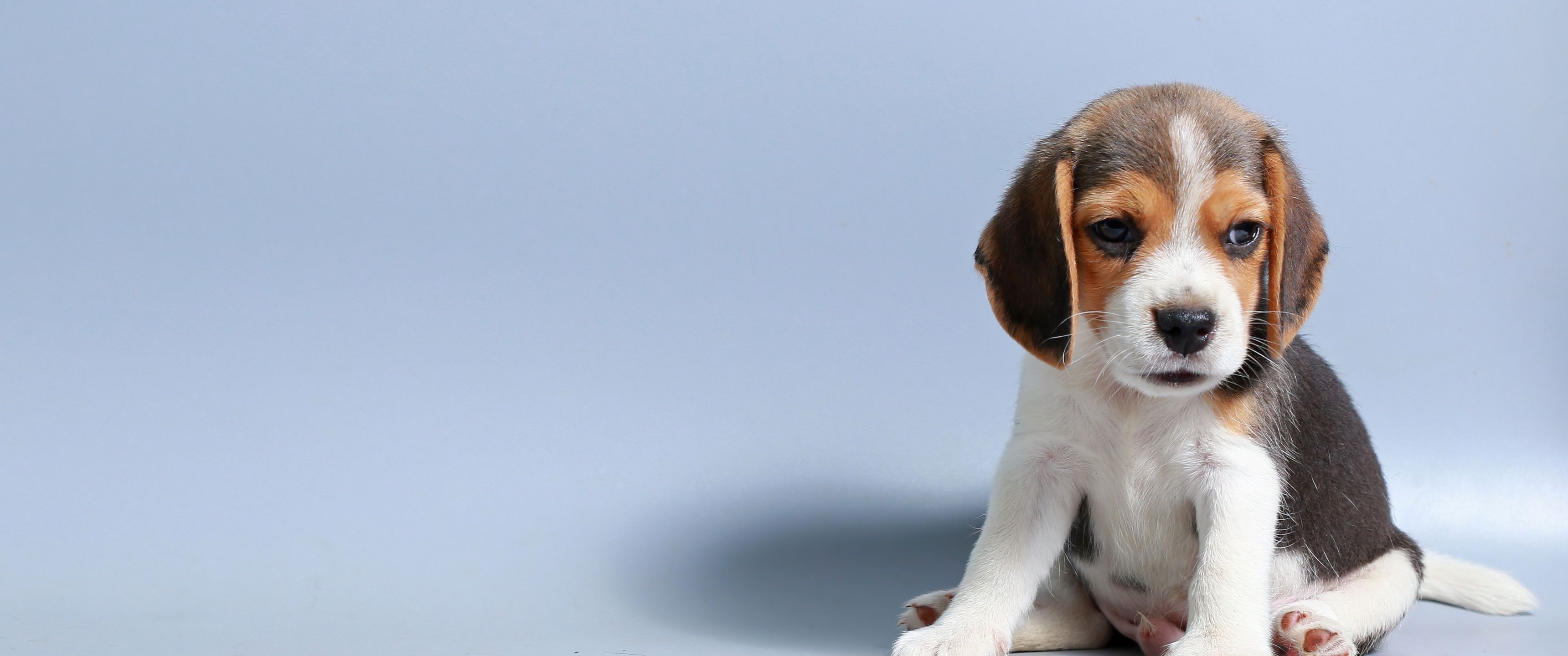 3440x1440 Beagle puppy Wallpaper 4K, Breed Dog, Sad dog, Adorable