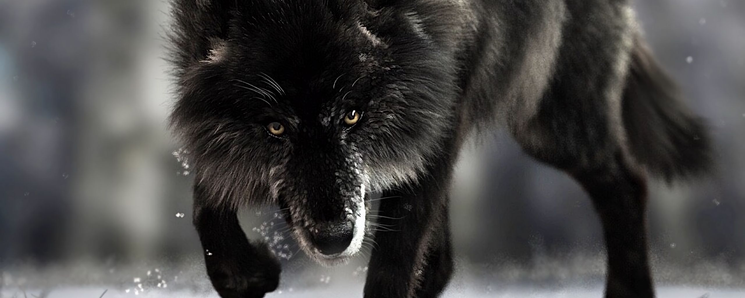 2560x1024 Download wallpaper 2560x1024 wolf, predator, black, wildlife, dog ultrawide monitor HD background