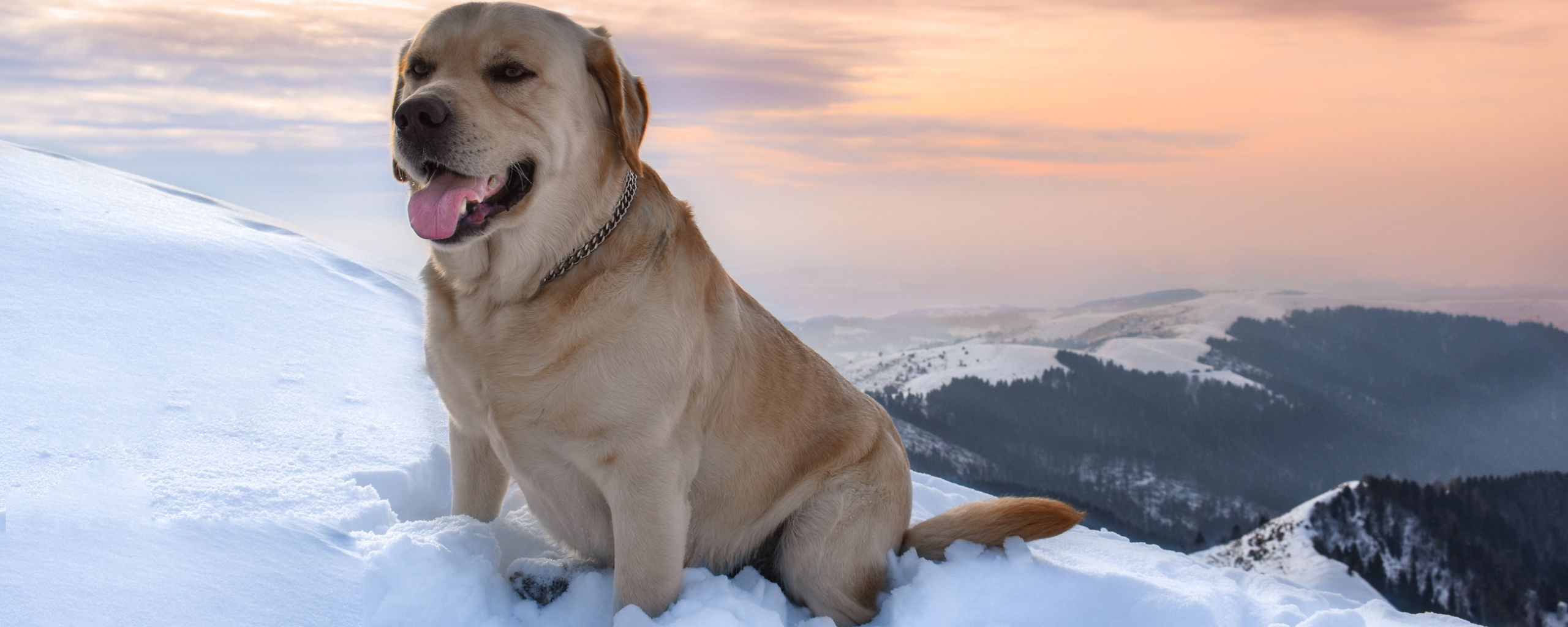 2560x1024 Download wallpaper 2560x1024 labrador, dog, snow, mountains ultrawide monitor HD background