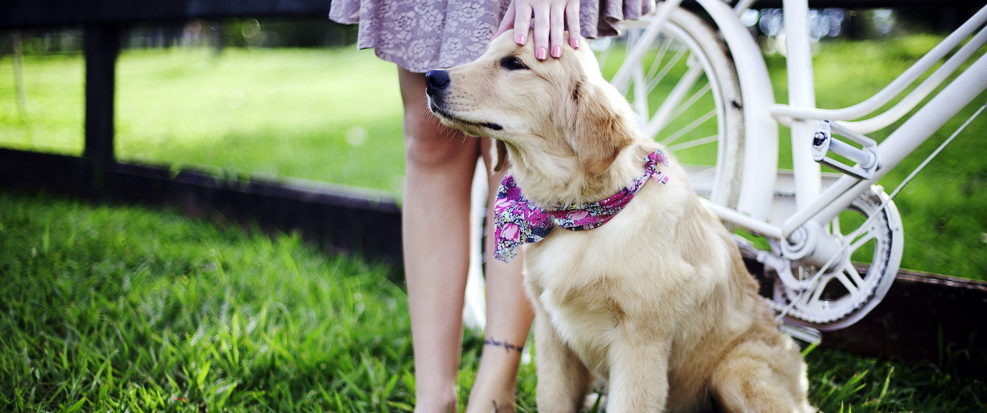 3440x1440 Retriever Dog UltraWide Quad HD 1440P , HD 4k Wallpaper, Image, Background, Photos and Picture