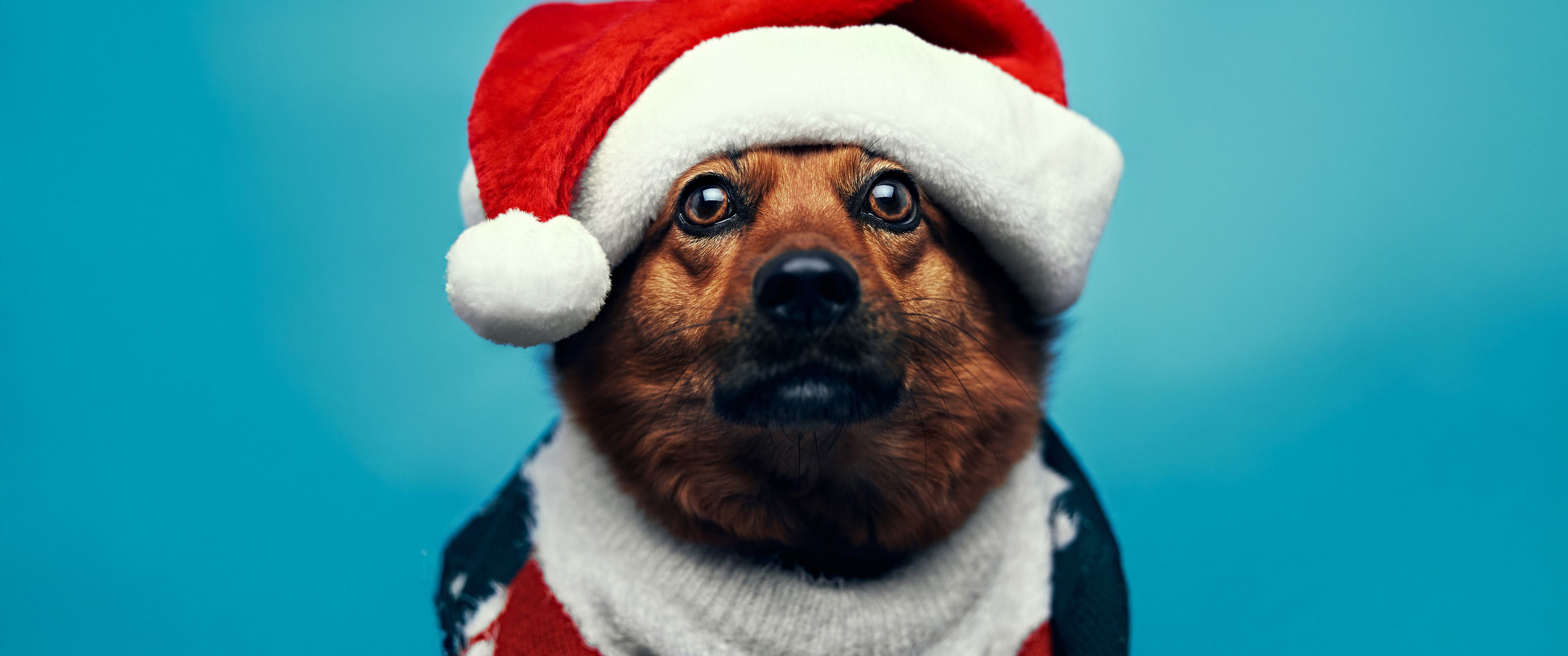 3440x1440 Holiday Cheer With The Cutest Santa Dog UltraWide Quad HD 1440P , HD 4k Wallpaper, Image, Background, Photos and Picture