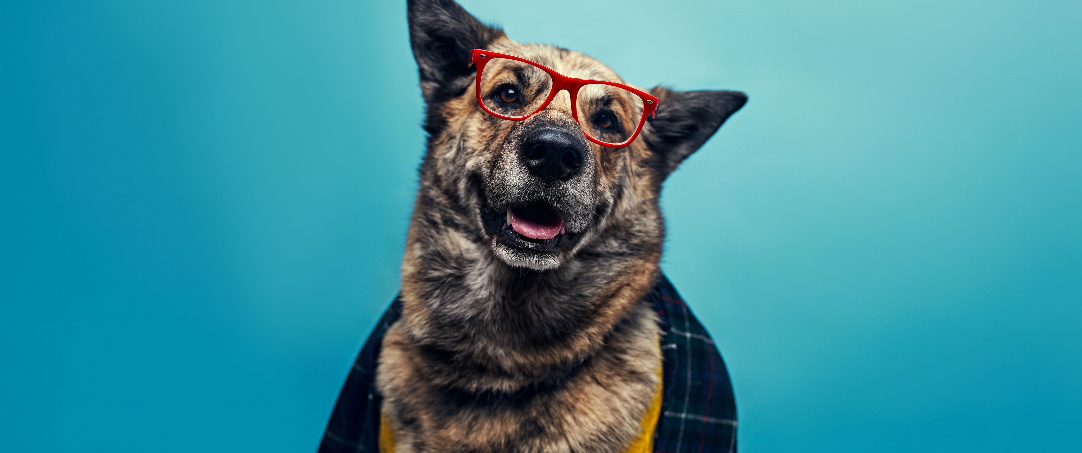 3440x1440 Dapper Dog Dressed For Success UltraWide Quad HD 1440P , HD 4k Wallpaper, Image, Background, Photos and Picture