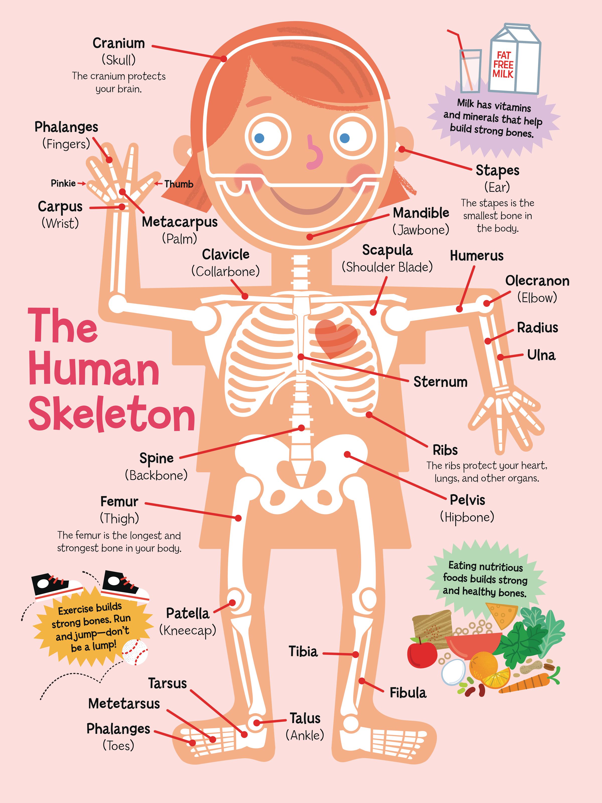 2400x3200 Human Skeleton Mural Your Way