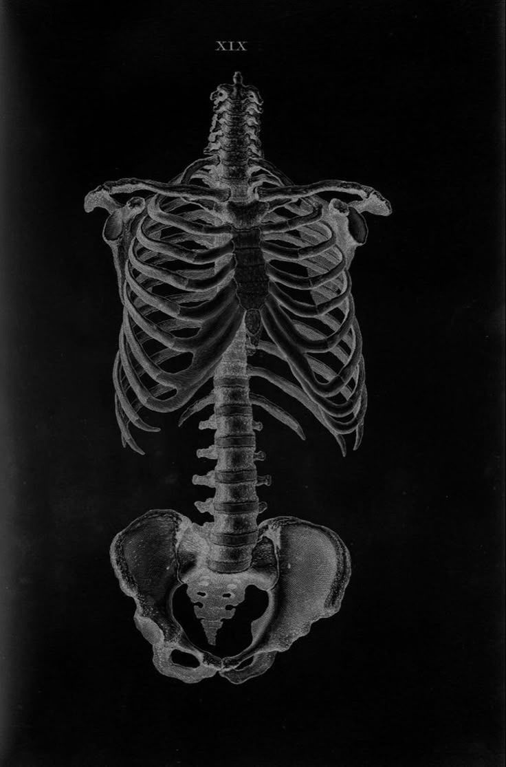 736x1115 Skeletal aesthetic wallpaper. Ribs wallpaper, Human bones wallpaper, Vertebrae art