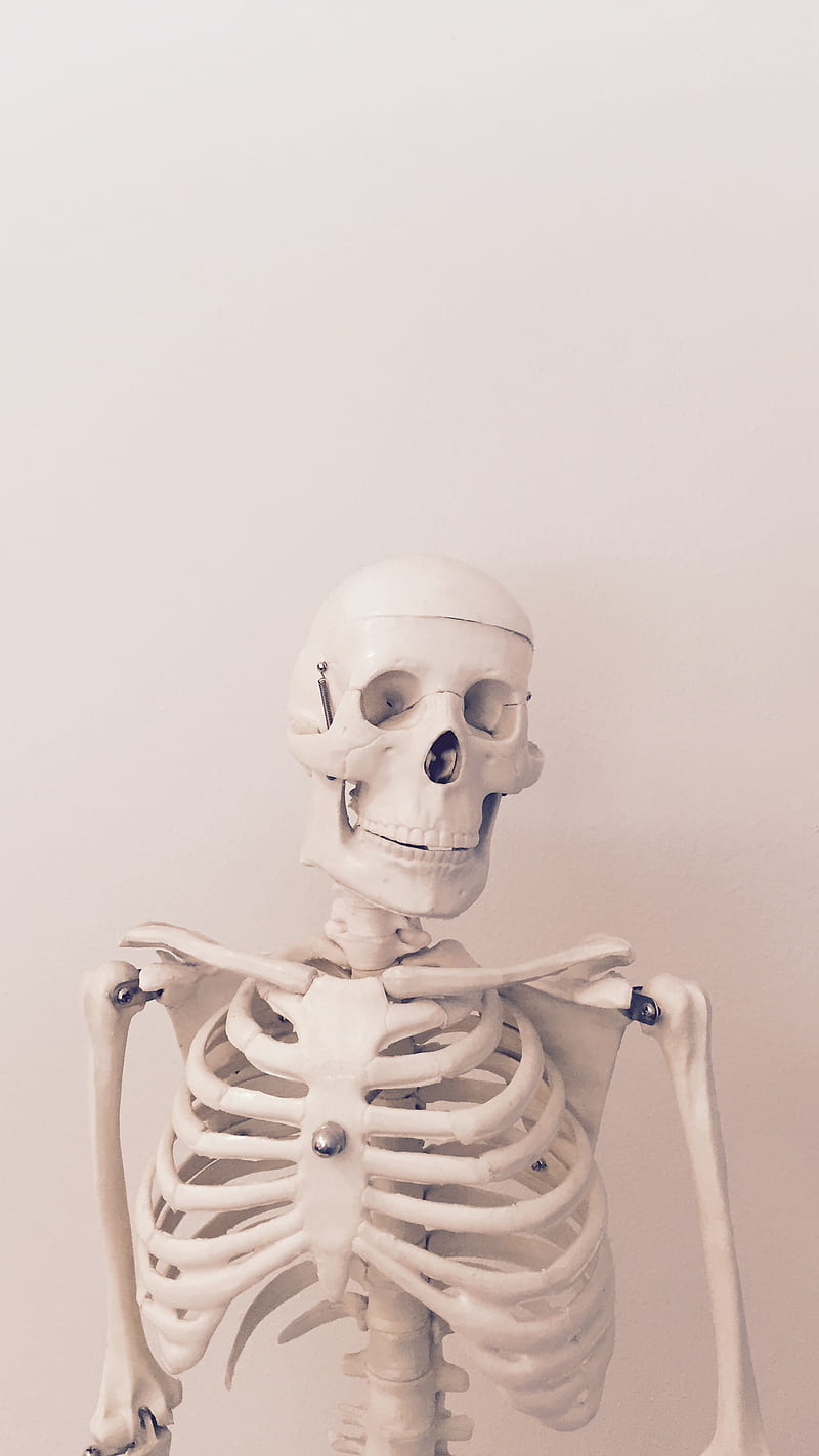 800x1423 Skeleton, body, bones, human, skull, white, HD phone wallpaper