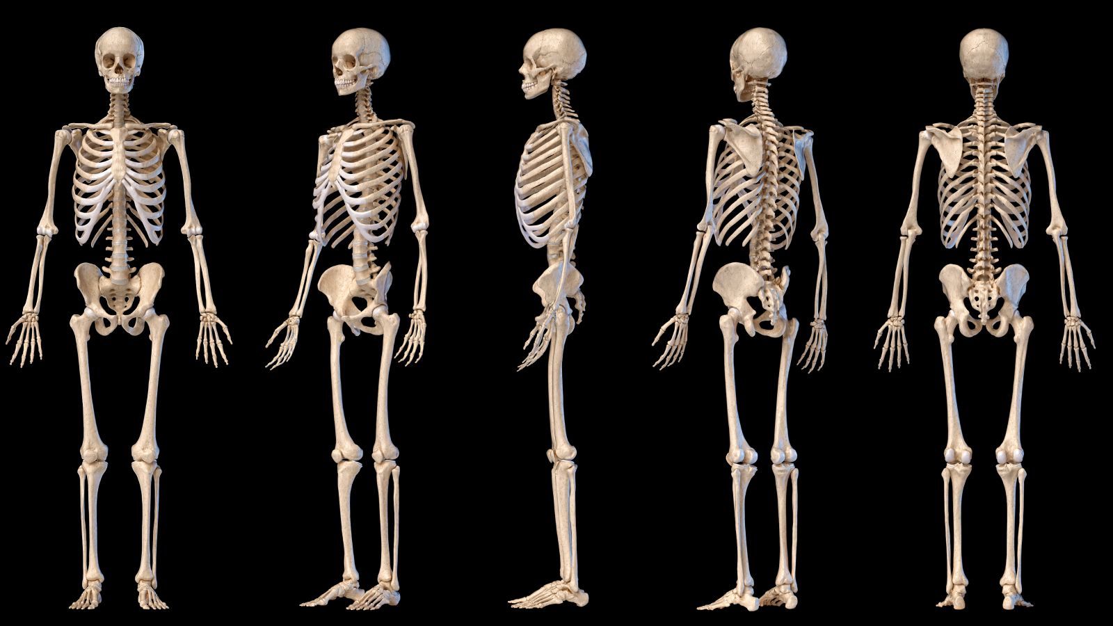 1600x900 Human skeleton quiz: What do you know about the bones in your body?