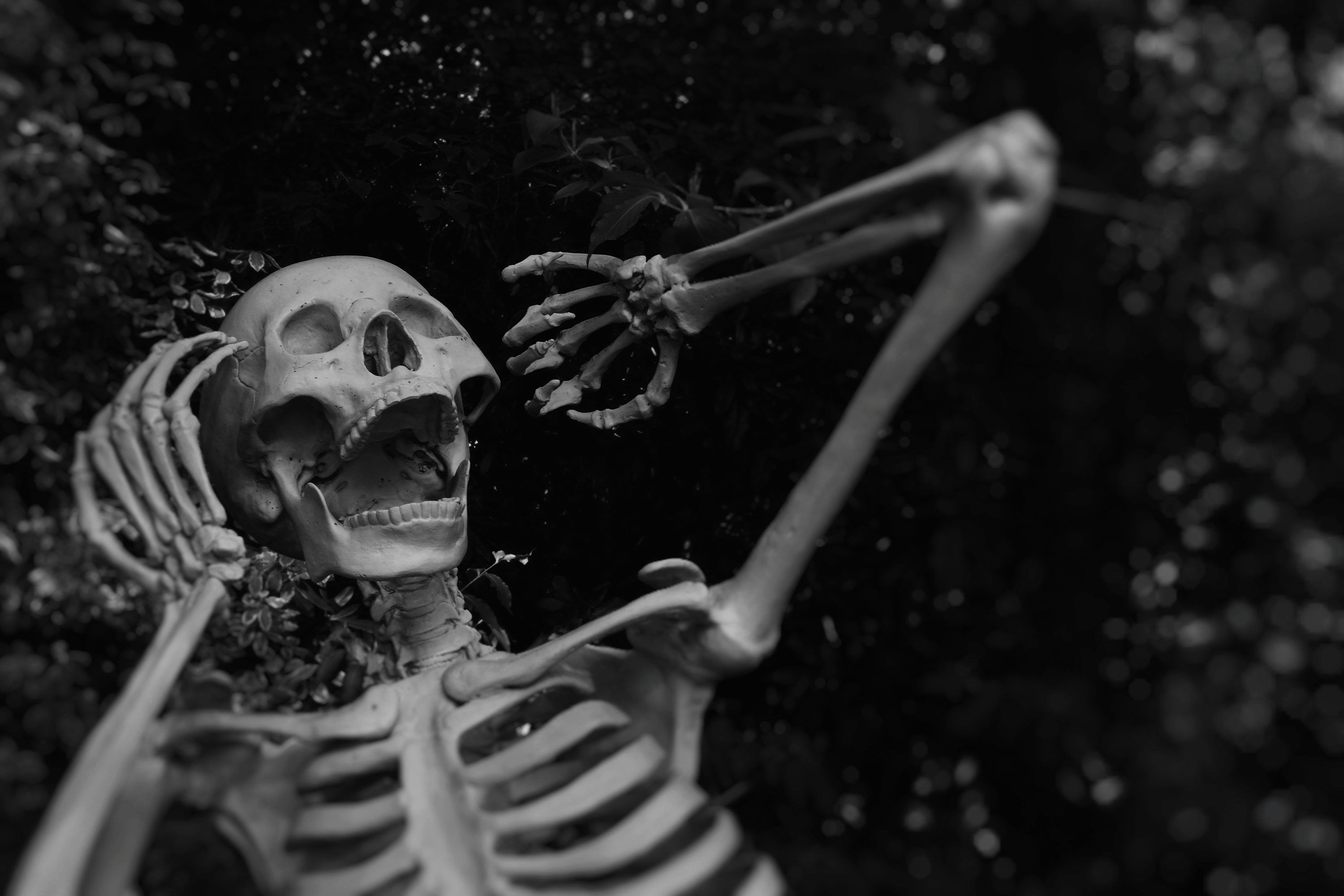 3000x2000 Skeleton Picture [HD]. Download Free Image