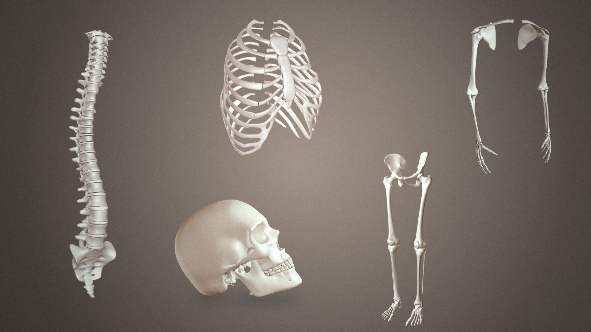 1920x1080 Bones of skeletal