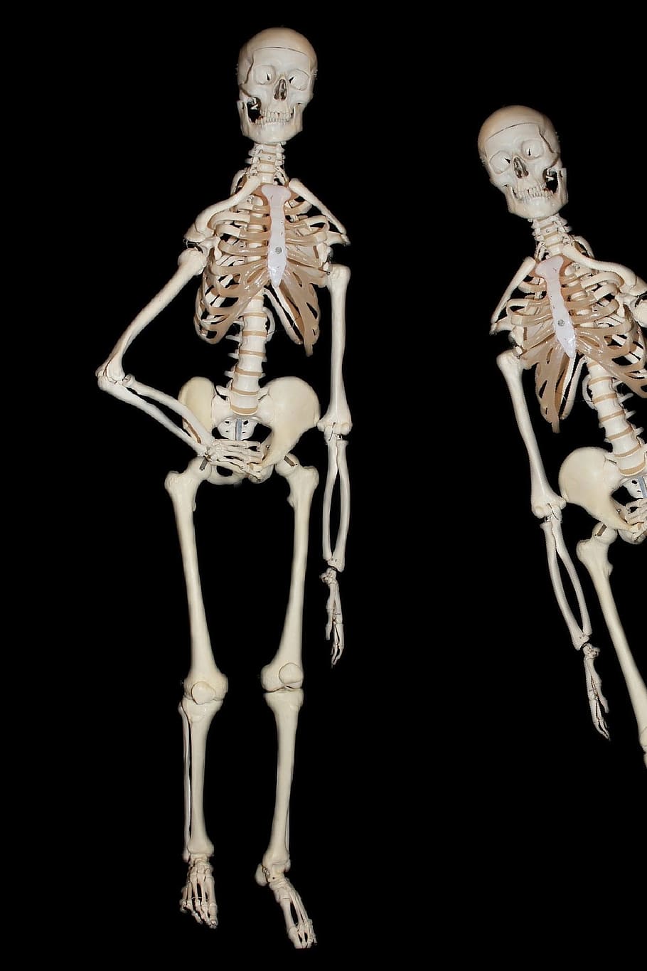 910x1365 HD wallpaper: Skeleton, Human, Bone, Skull, skull and crossbones, medical