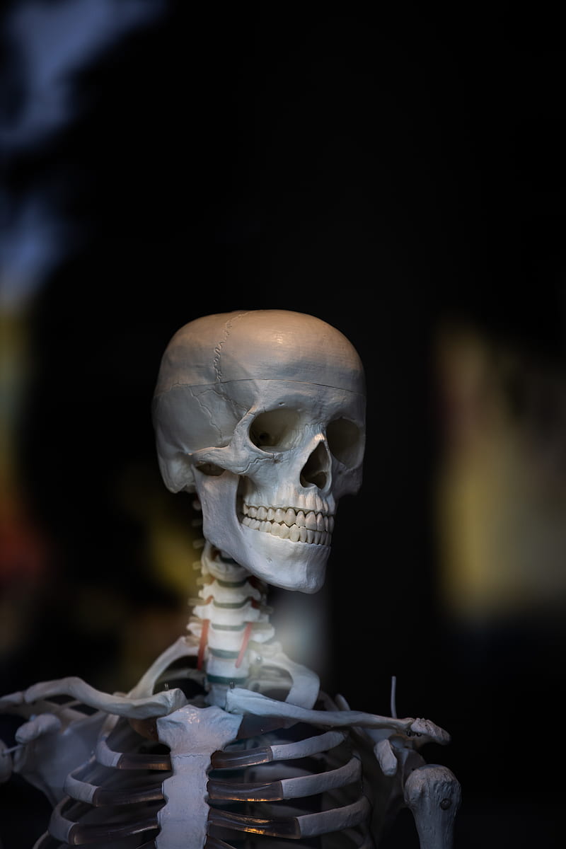 800x1200 HD body skeleton wallpaper