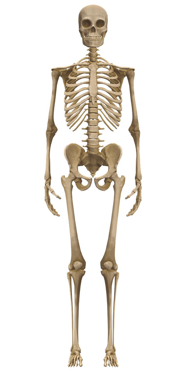 640x1280 Download Skeleton Bones Anatomy. Royalty Free Stock Illustration Image
