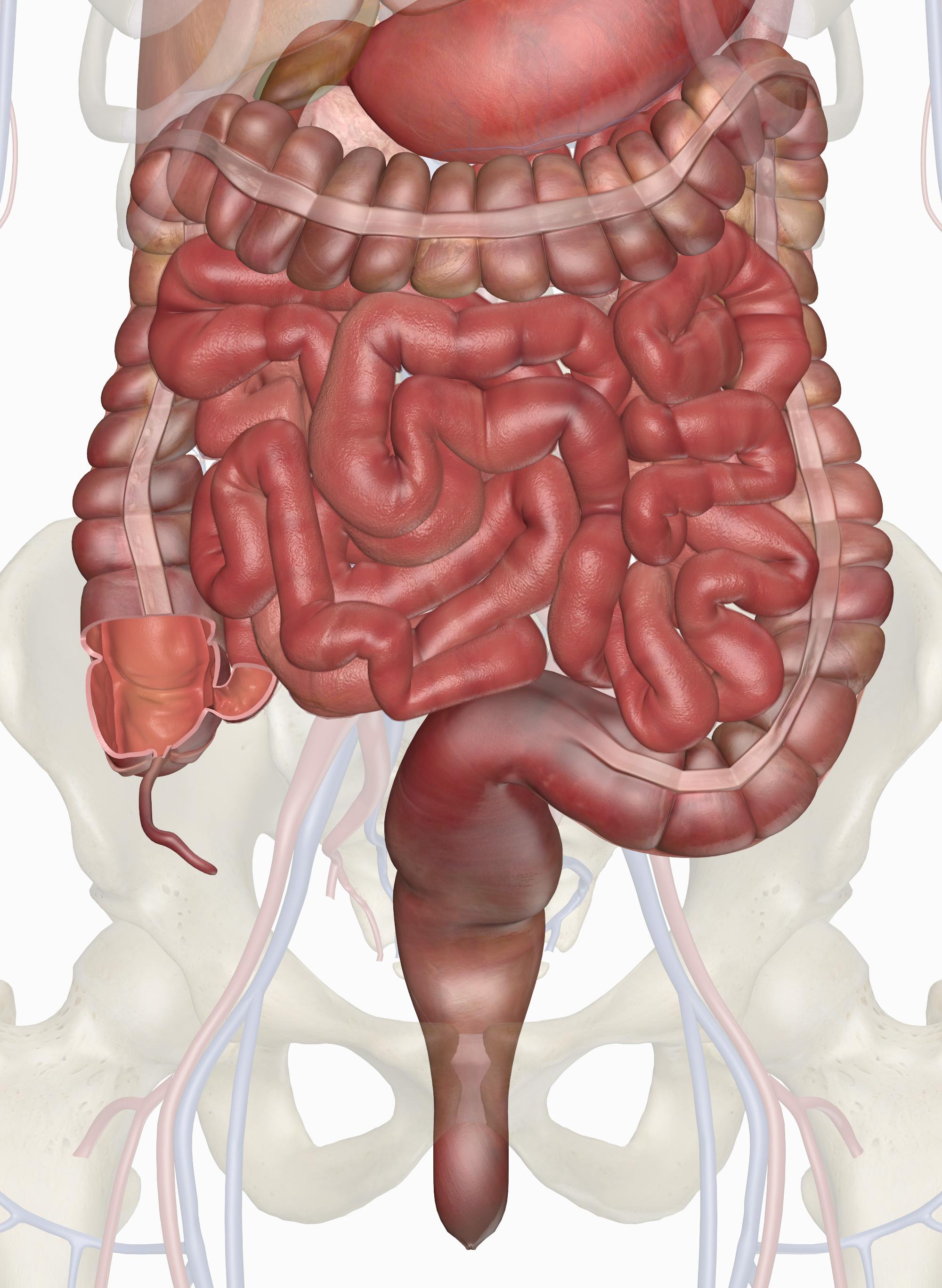 2000x2737 The Intestines: Anatomy and 3D Illustrations