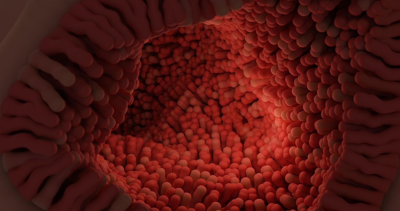 1280x675 Free Intestinal Villi & Intestine Image