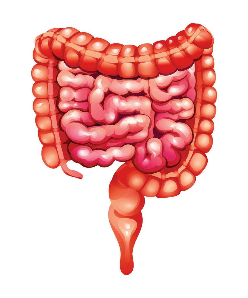 817x980 Human intestines. Small and large intestines. Anatomy of internal organ. Vector illustration isolated on white background