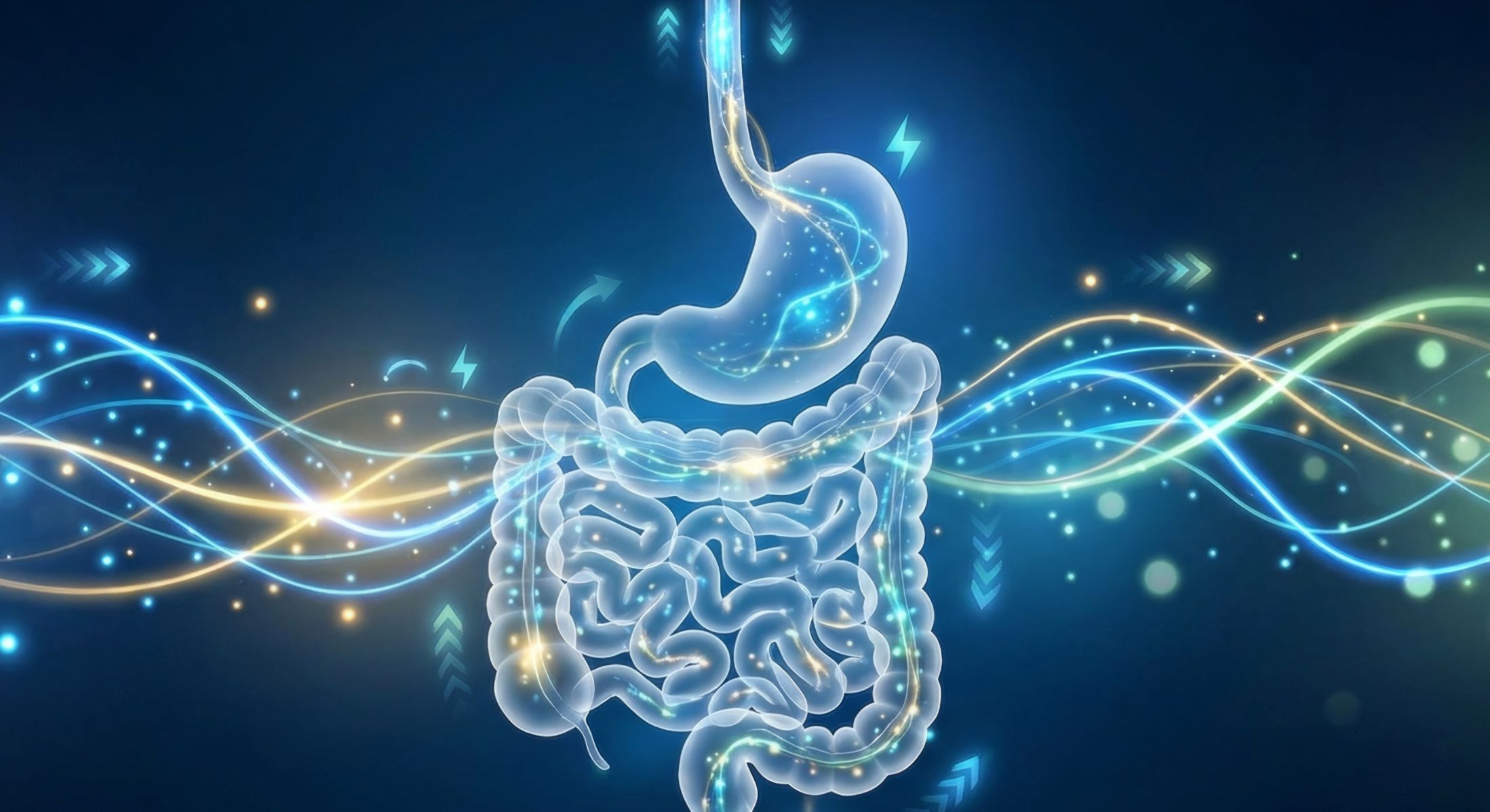 2197x1197 What do we mean when we talk about the gastrointestinal system? Understanding the foundations of digestive health Microbiota for Health