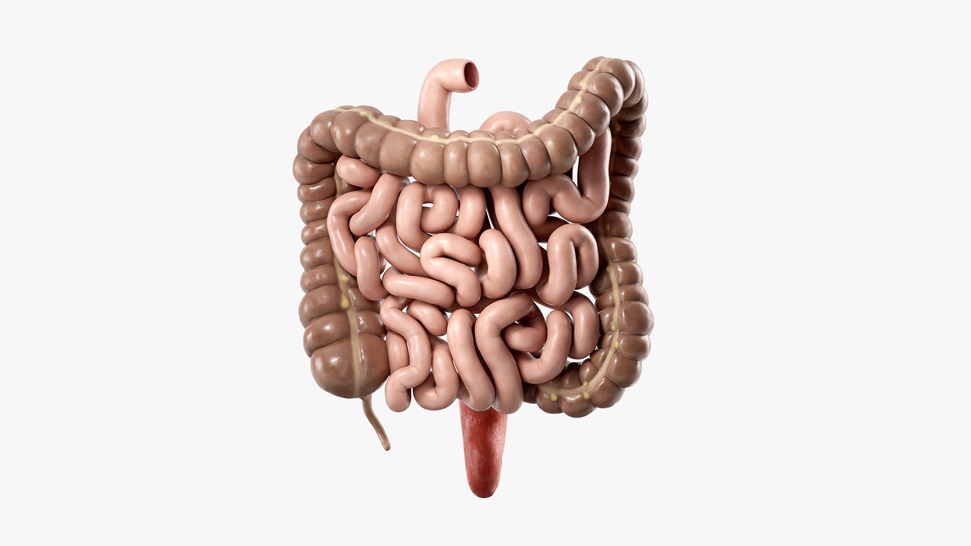 1920x1080 3D Human Intestine Anatomy PBR