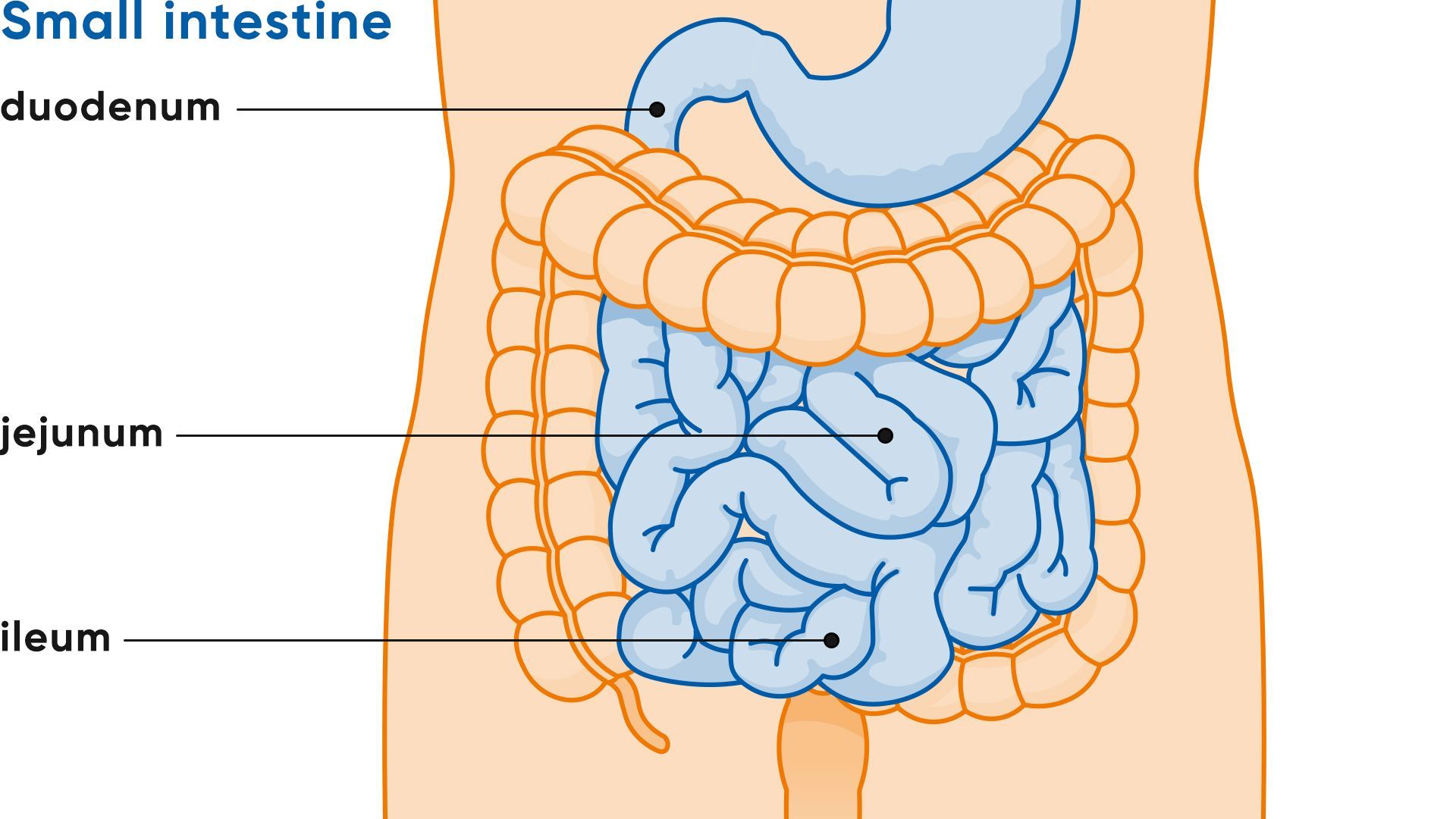 1920x1080 Intestine: structure, function, diseases