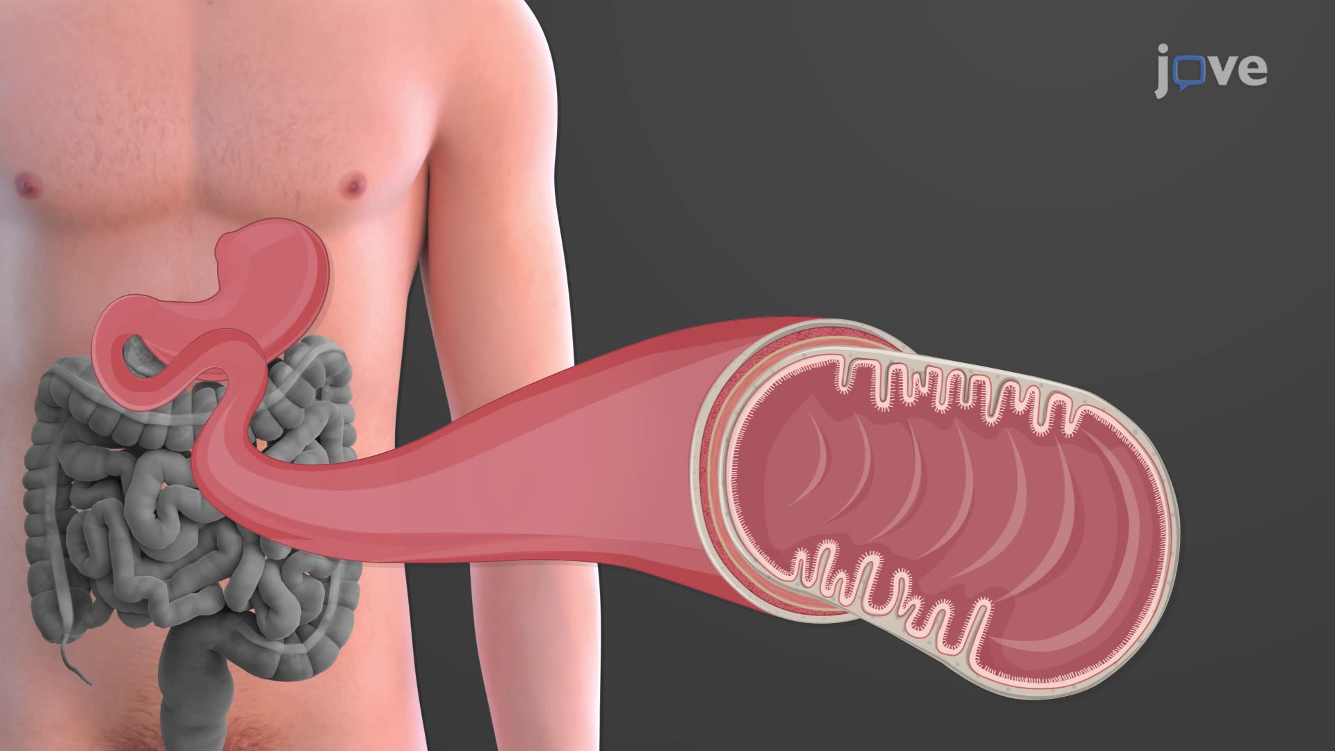 1920x1080 Small Intestine in Anatomy and Physiology