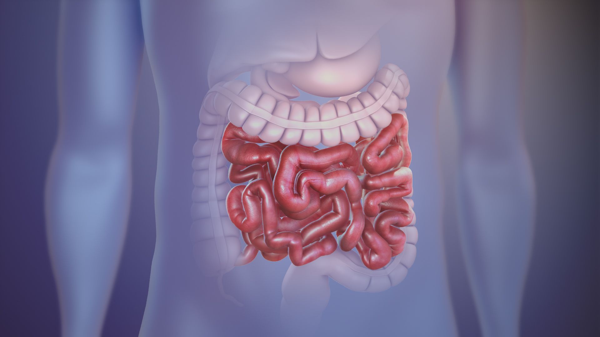 1920x1080 Healthy intestines