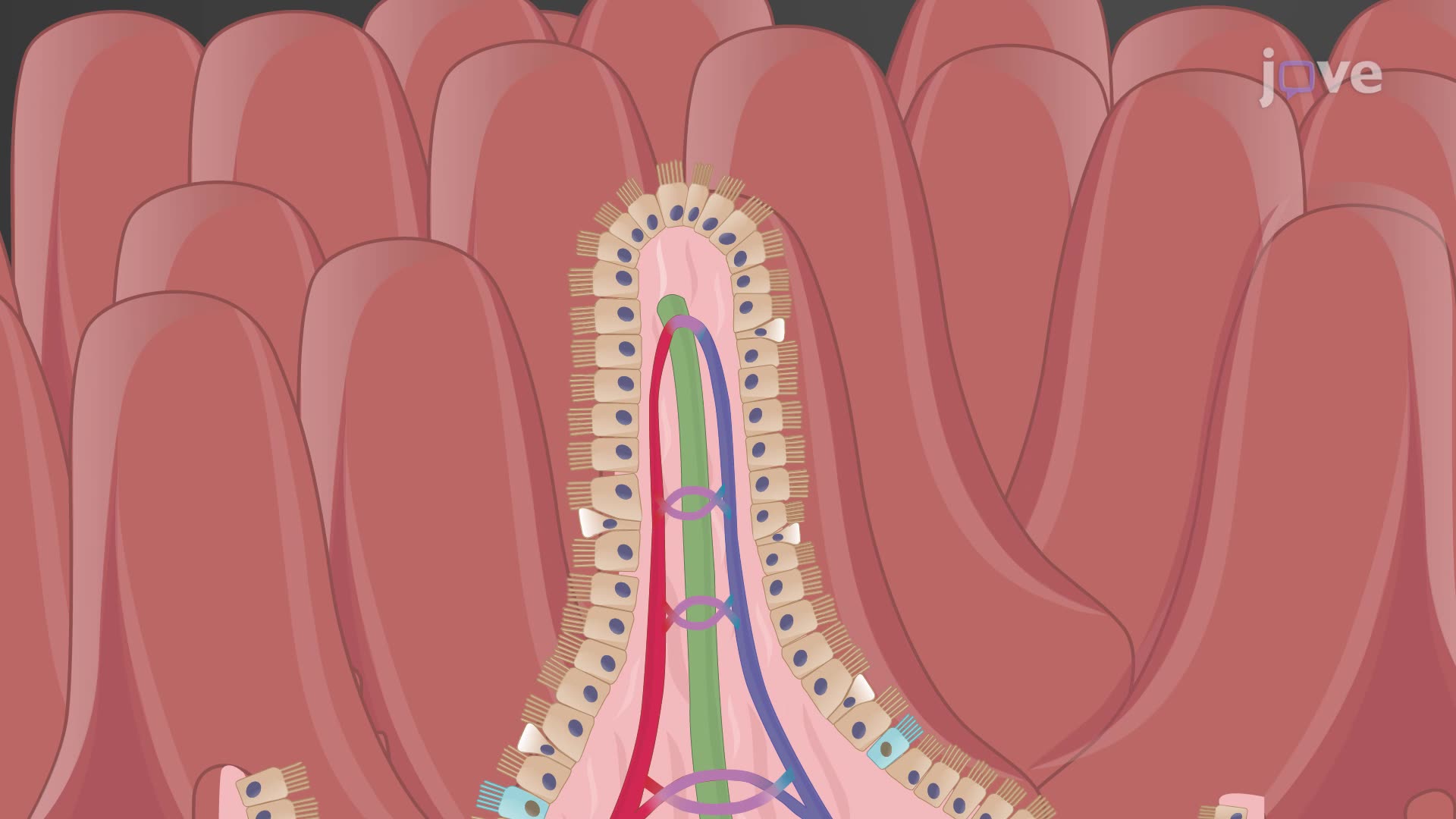 1920x1080 Histology of the Small Intestine in Anatomy and Physiology