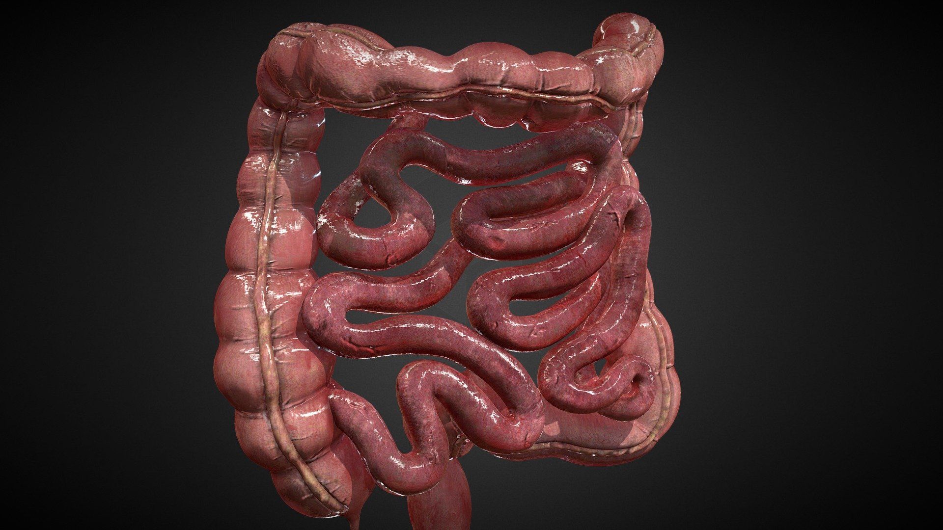 1920x1080 Download Human Intestines 3D Model