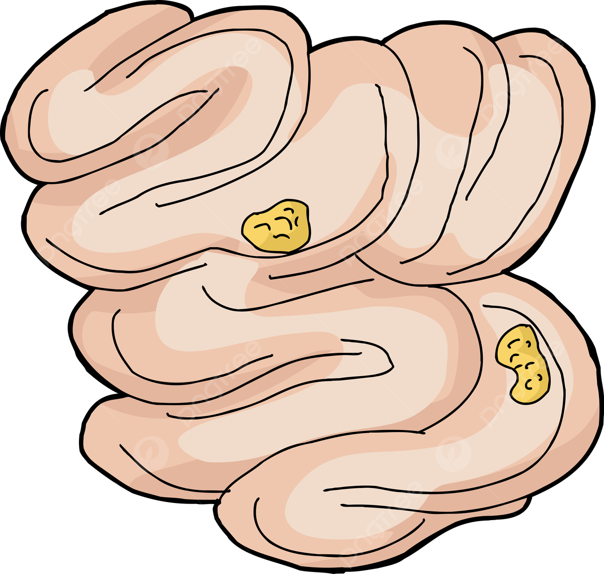 1200x1140 Food Inside Small Intestine Single White Background Cut Out Photo, Single, White Background, Cut Out Background Image And Wallpaper for Free Download