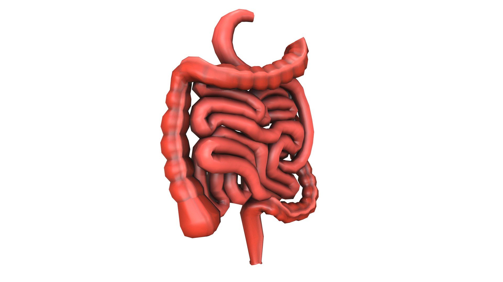 1920x1080 Intestine Large Digestive Colon 3D Model