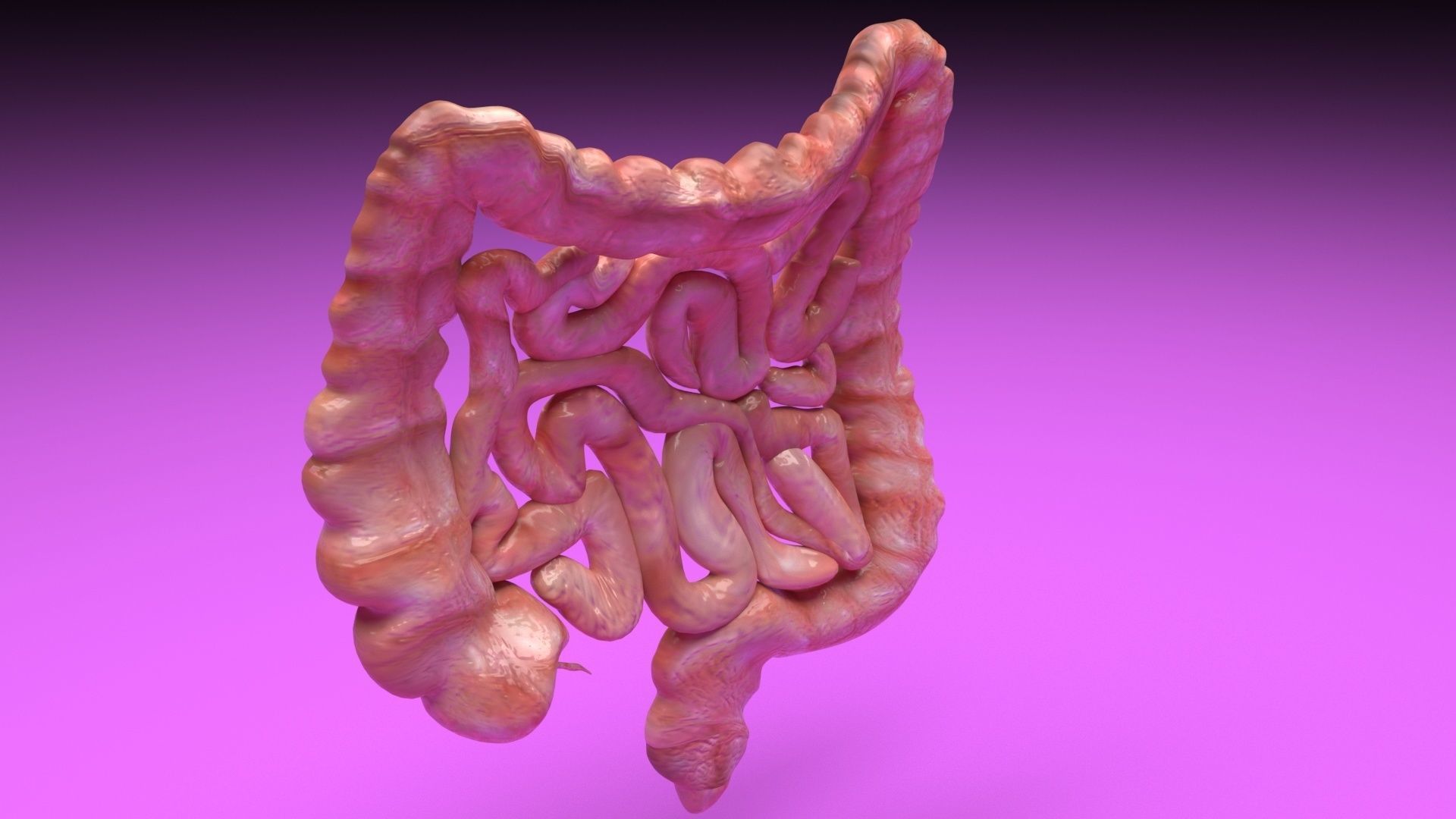1920x1080 Intestine 3D model