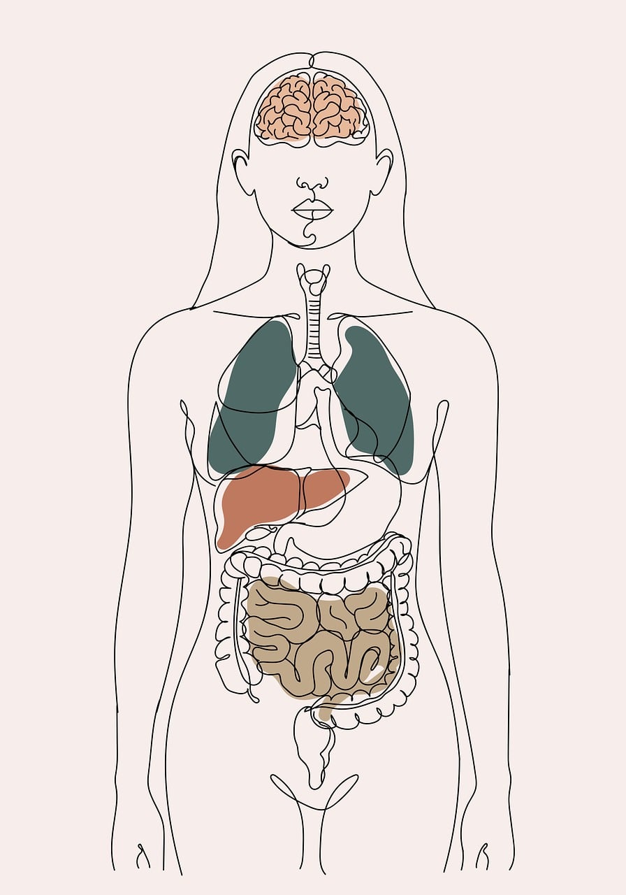 896x1280 Free Intestinal Lining & Intestine Image