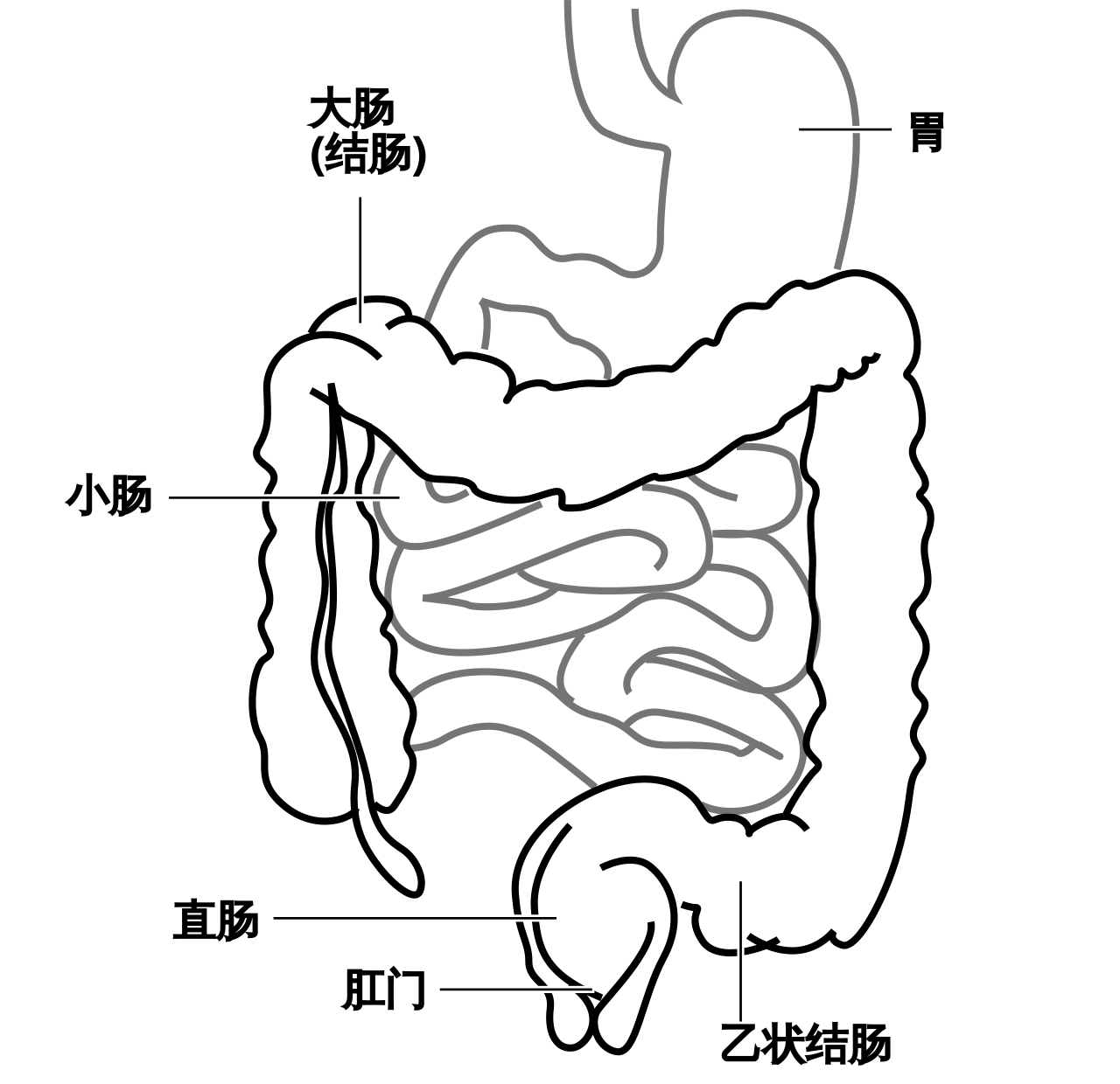 1280x1240 Intestine Diagram Zh.svg
