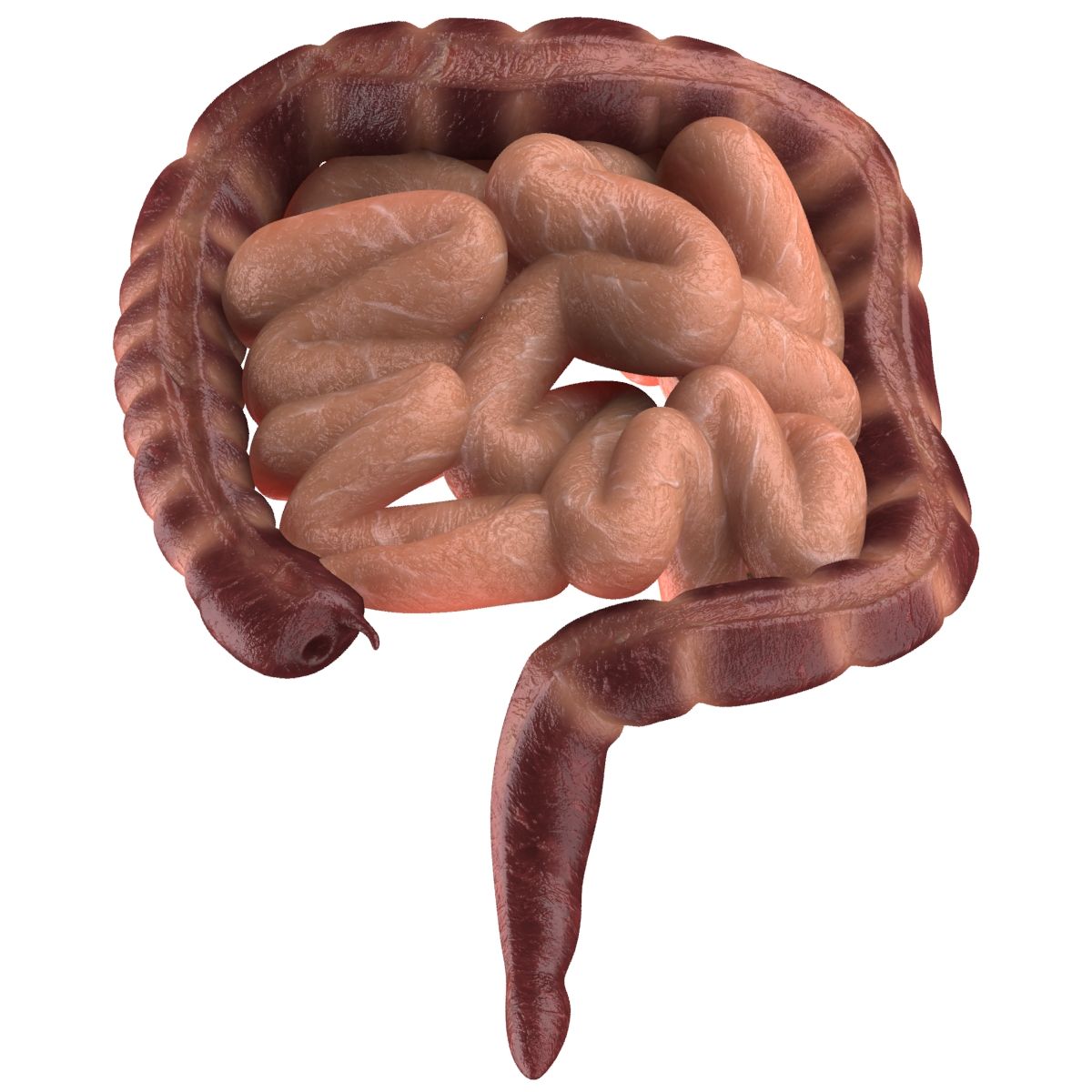 1200x1200 Intestine 3D Model $79 - .max .obj