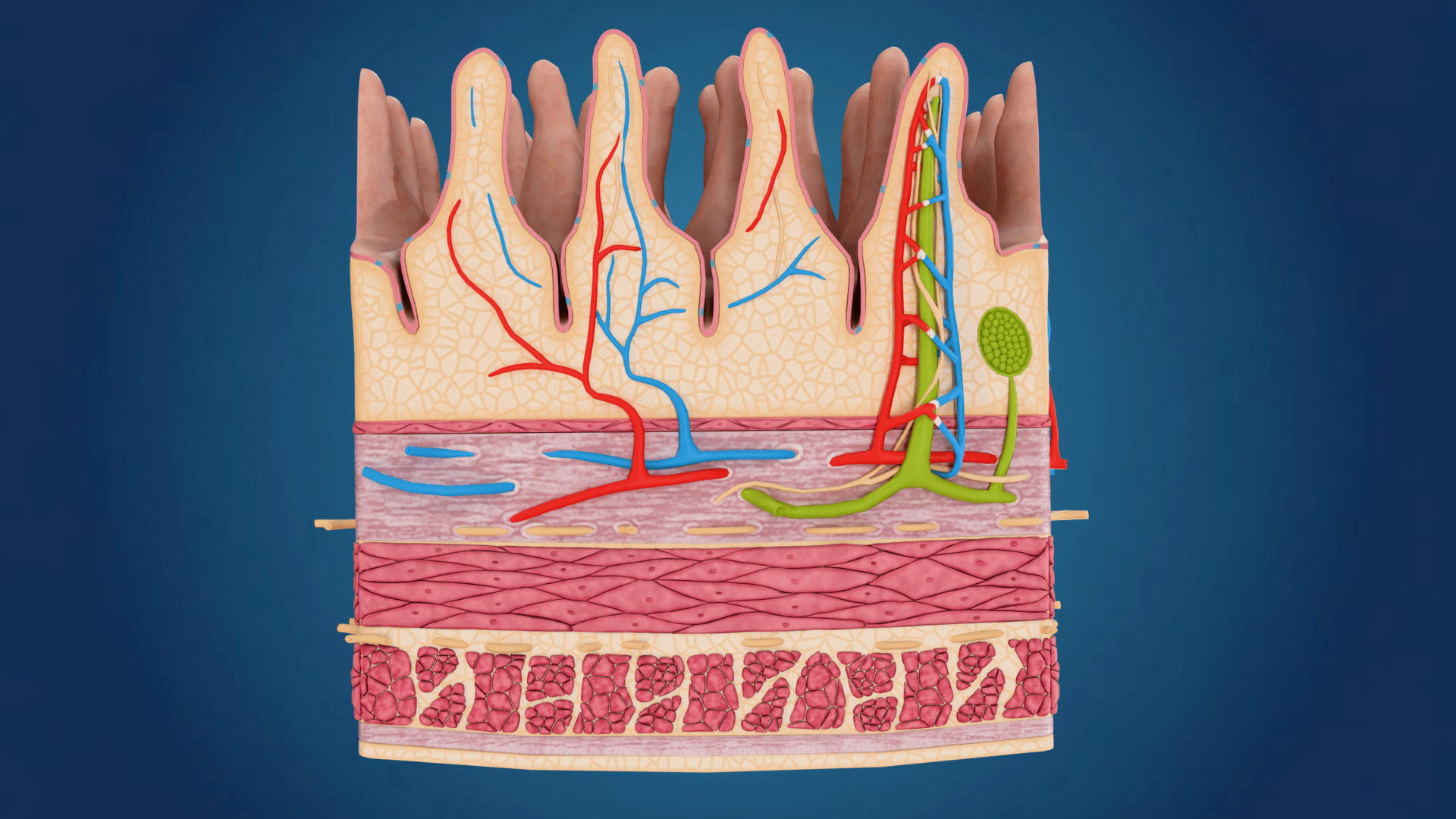 1920x1080 Human Small Intestine Villi Anatomy (3D Model)