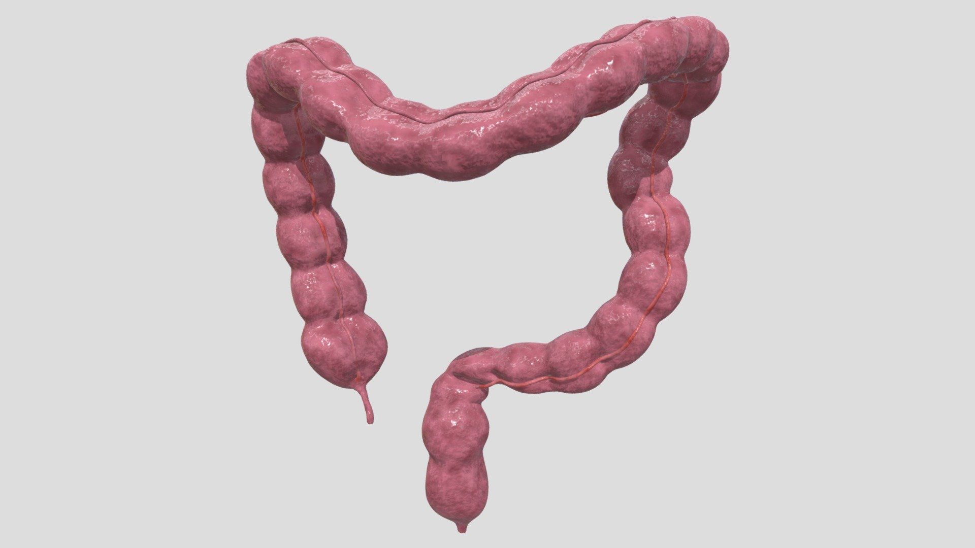 1920x1080 Human Large Intestine 3D Model model by Tredi [d9d4909]