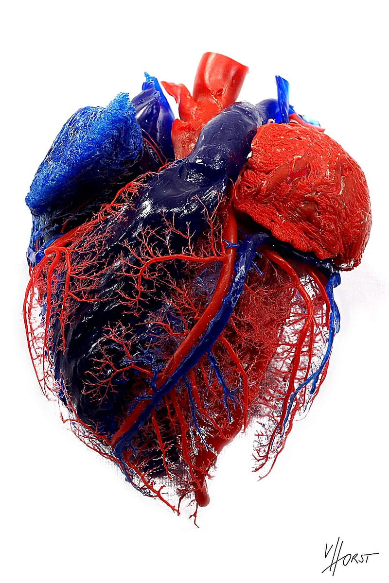 800x1200 Heart, medical, HD phone wallpaper