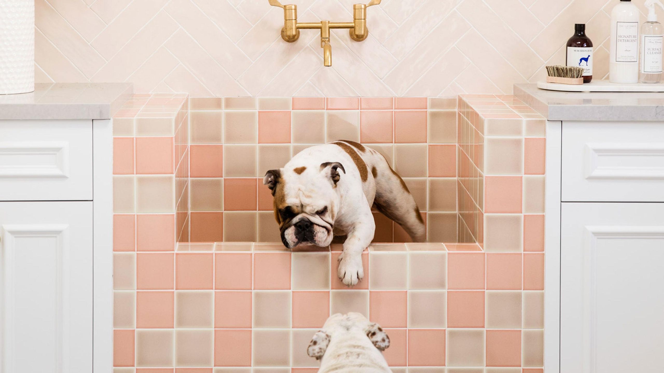 2560x1440 Dog washing station ideas
