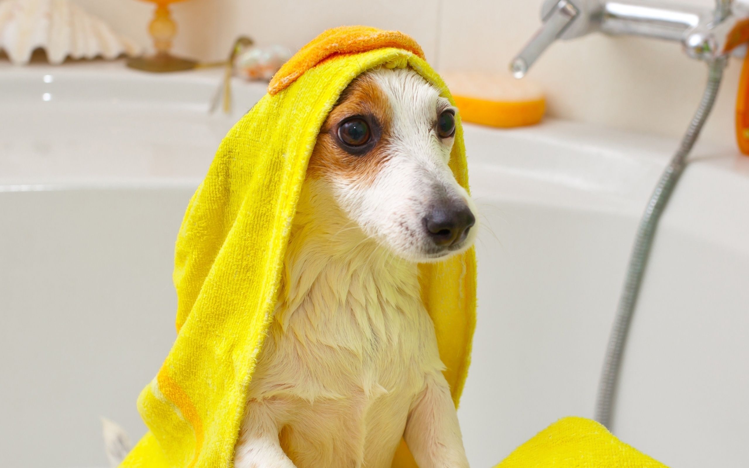2560x1600 Dog Bath Wallpaper
