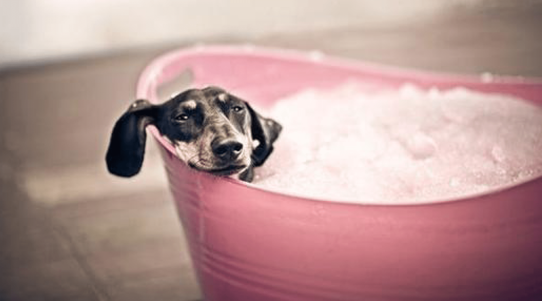 1800x1000 Tips For Bathing Your Dog Without Going Crazy Back Bracer