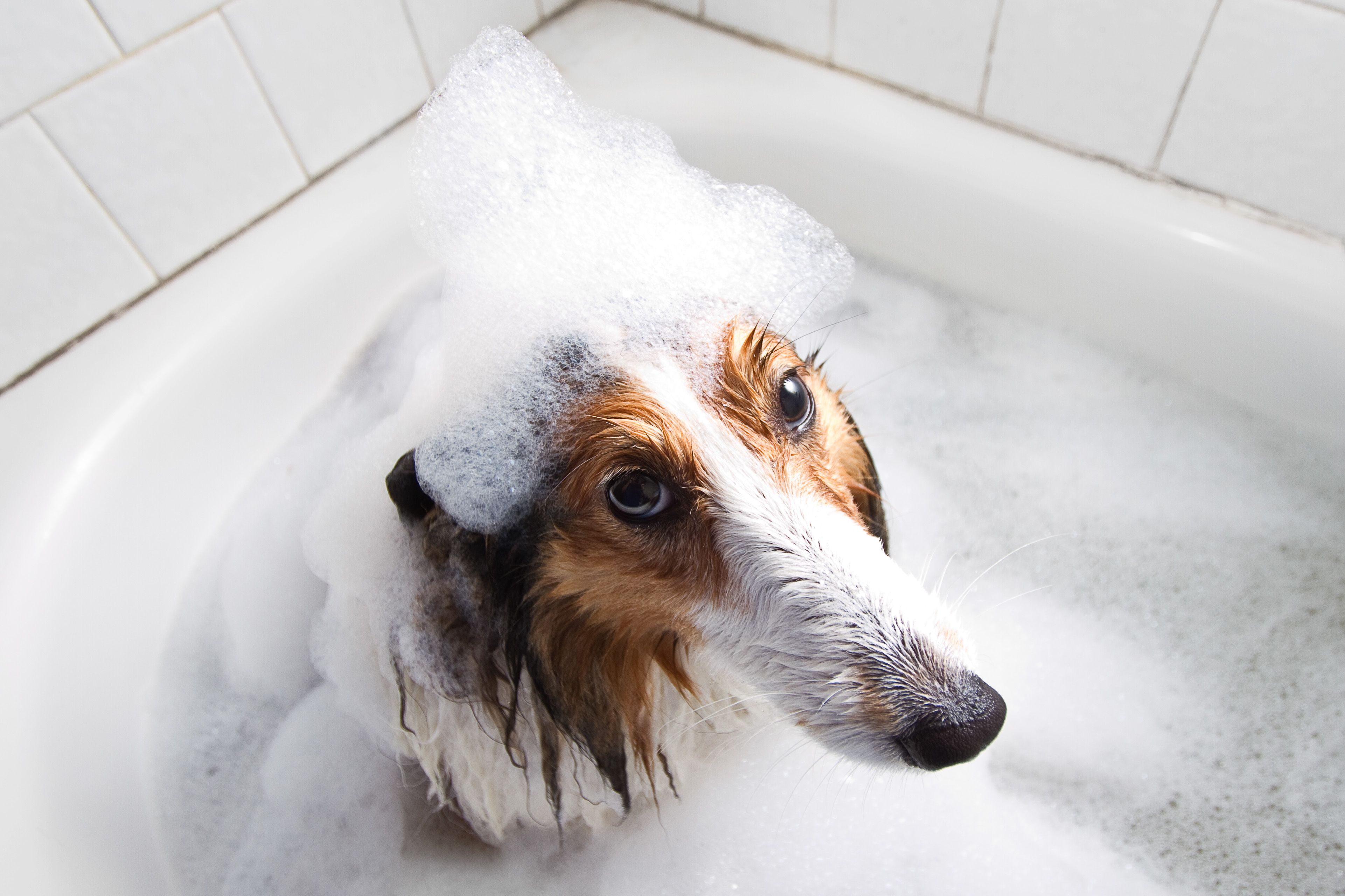 3842x2561 Dog Bath Wallpaper