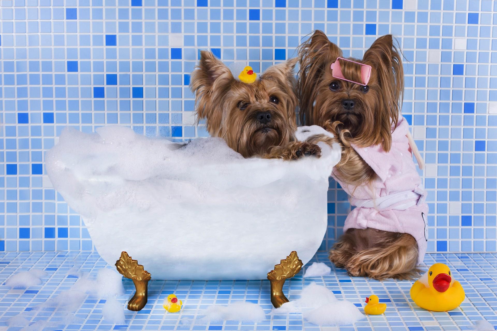 1920x1280 Dog Bath Wallpaper