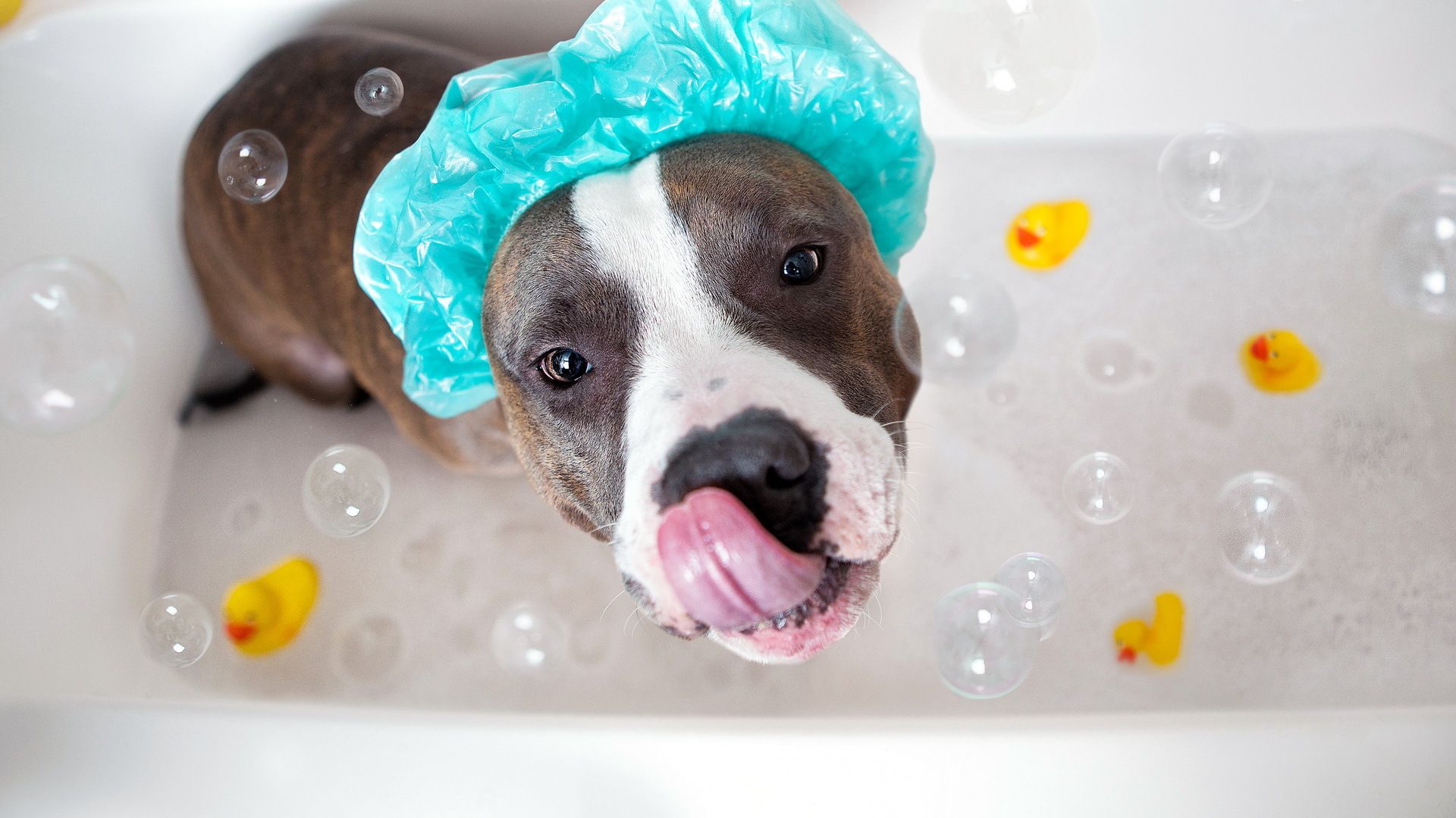 1920x1080 Wallpaper dog, look, bath for mobile and desktop, section собаки, resolution 1920x1080