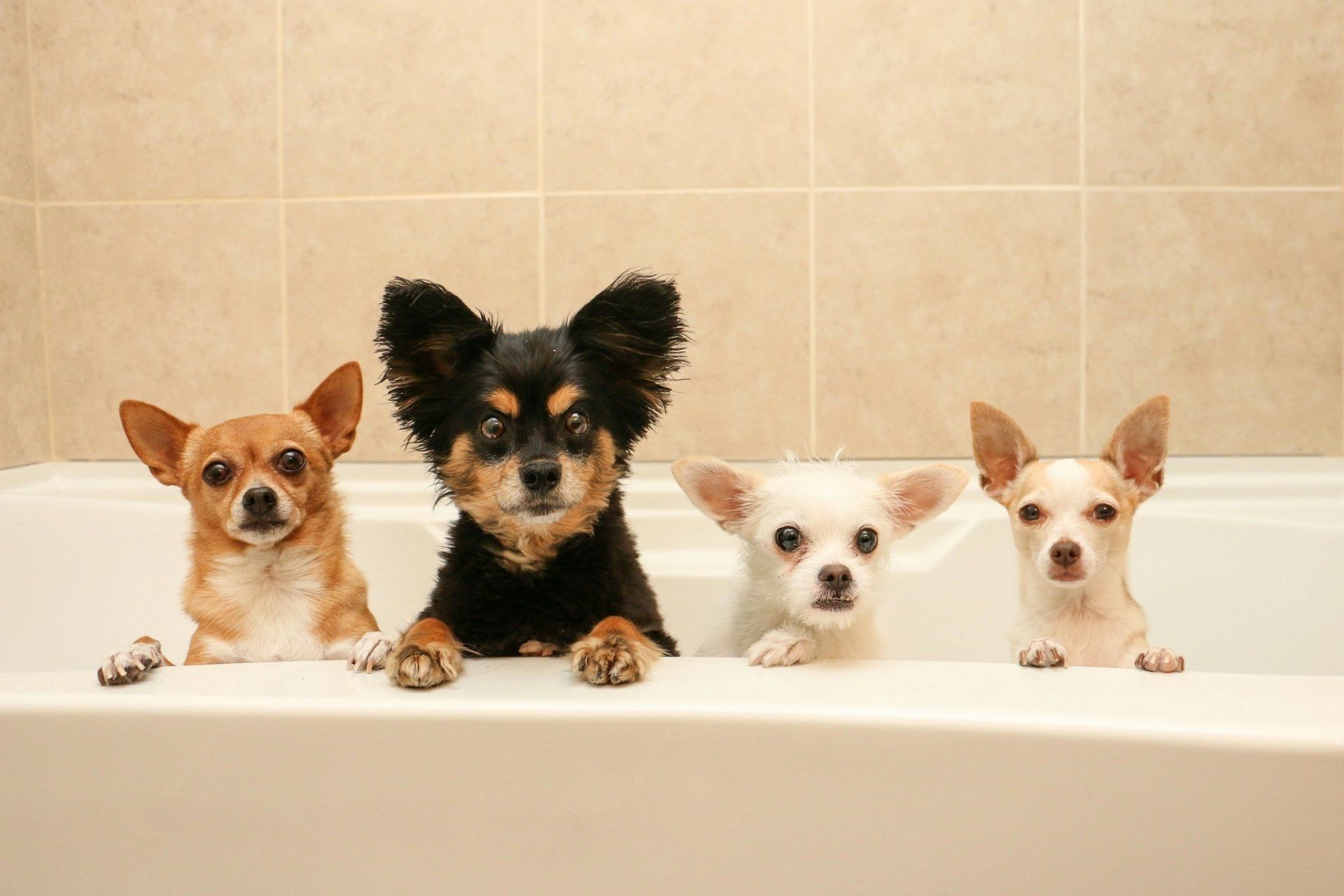 1920x1280 HD Wallpaper: Four Cute Dogs Staring from the Bathtubx1365