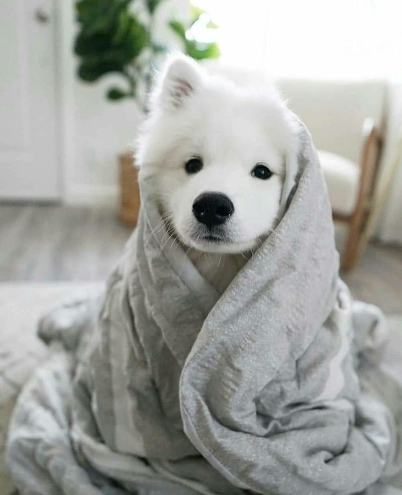 800x985 HD puppy bath wallpaper