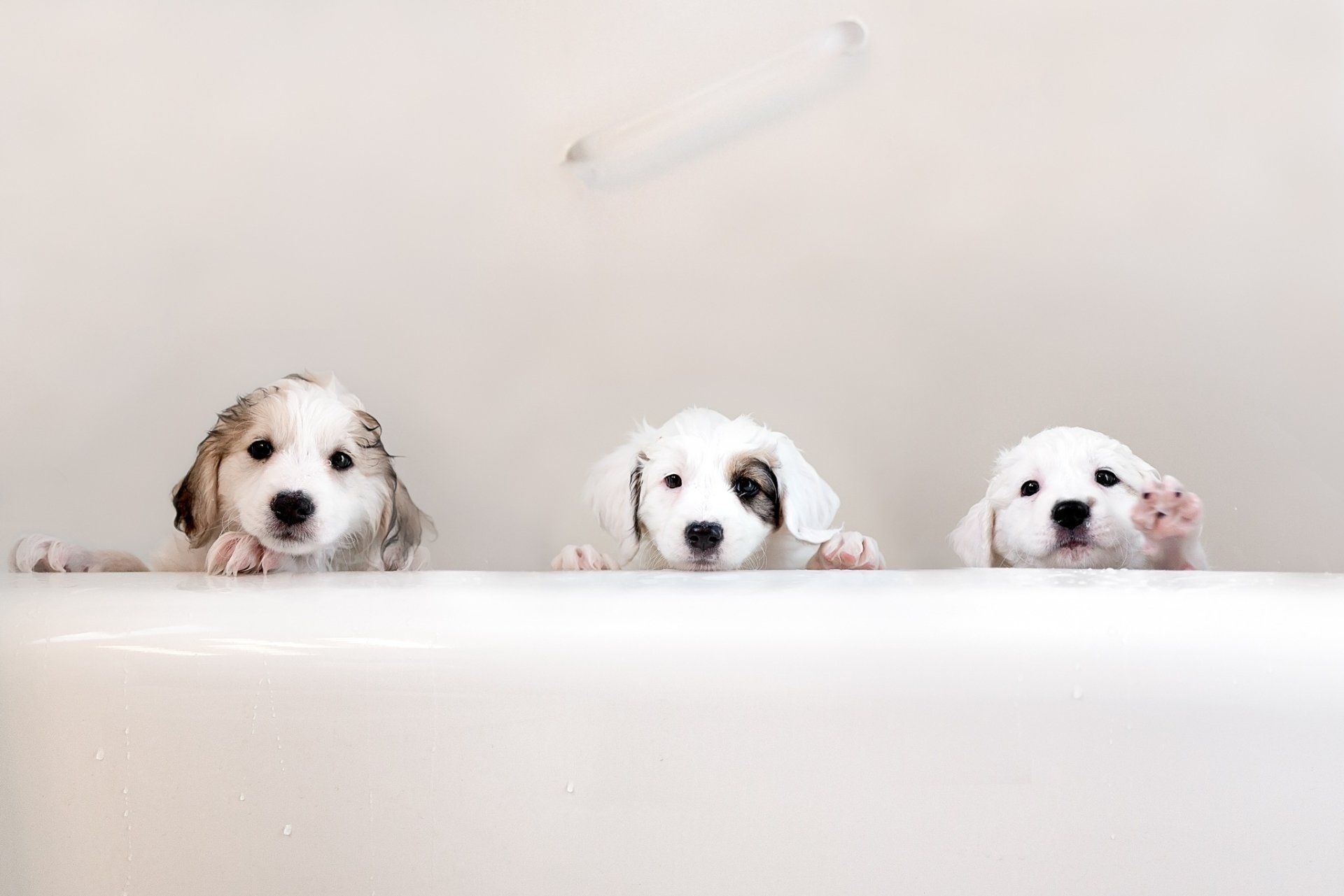1920x1281 Bathtub Buddies