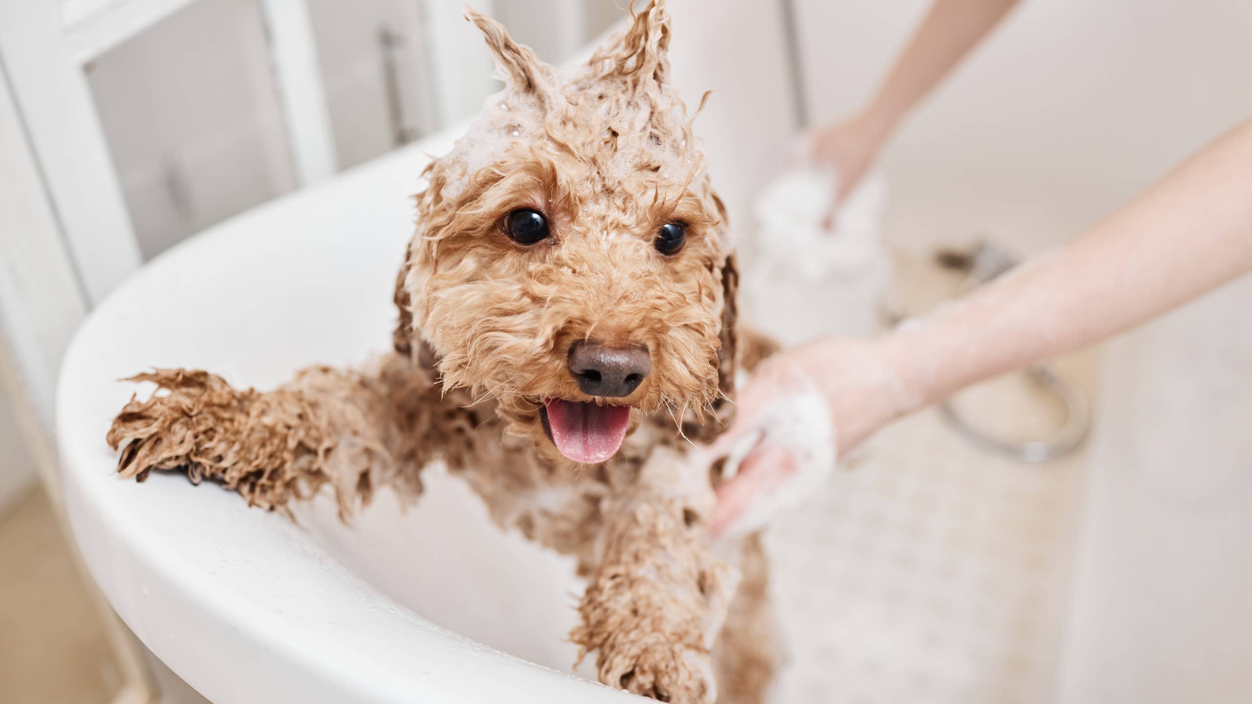 2560x1440 Dog Bath Gadget Makes Cleaning Stress Free For Pet Parents