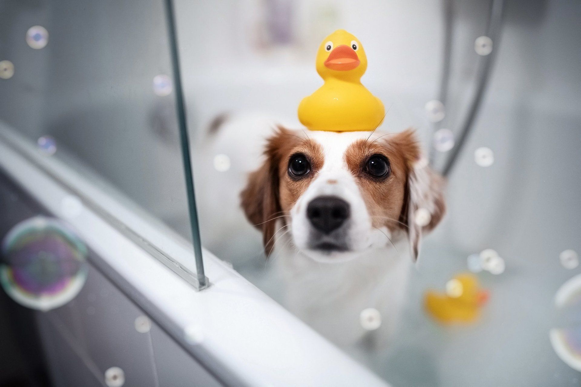 1920x1281 Download Bath Bubble Animal Dog HD Wallpaperx1366