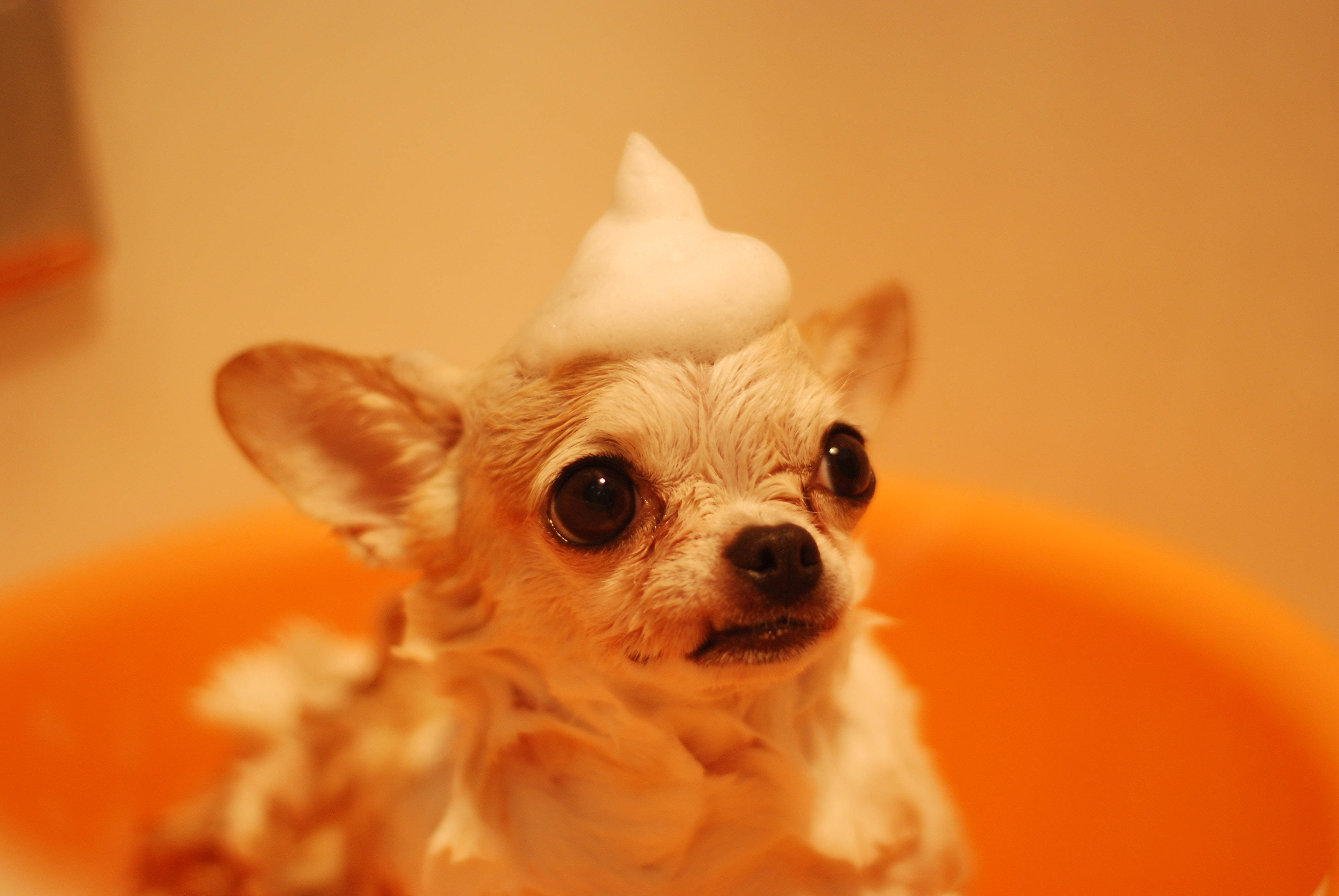 3872x2592 Download Cute Animal Chihuahua Taking A Bath Wallpaper