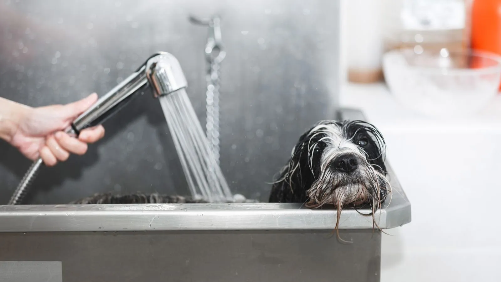 1600x900 Professional Self Service Dog Wash